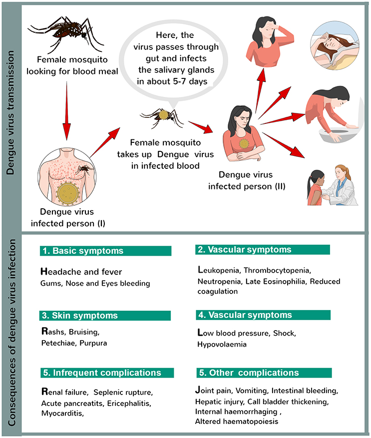 All About Dengue Fever Goan Observer