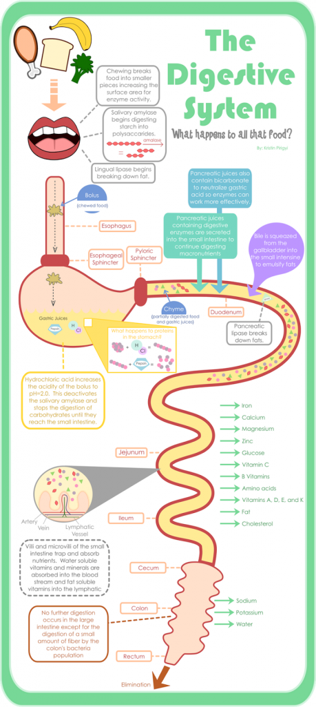 THE STORY OF DIGESTION