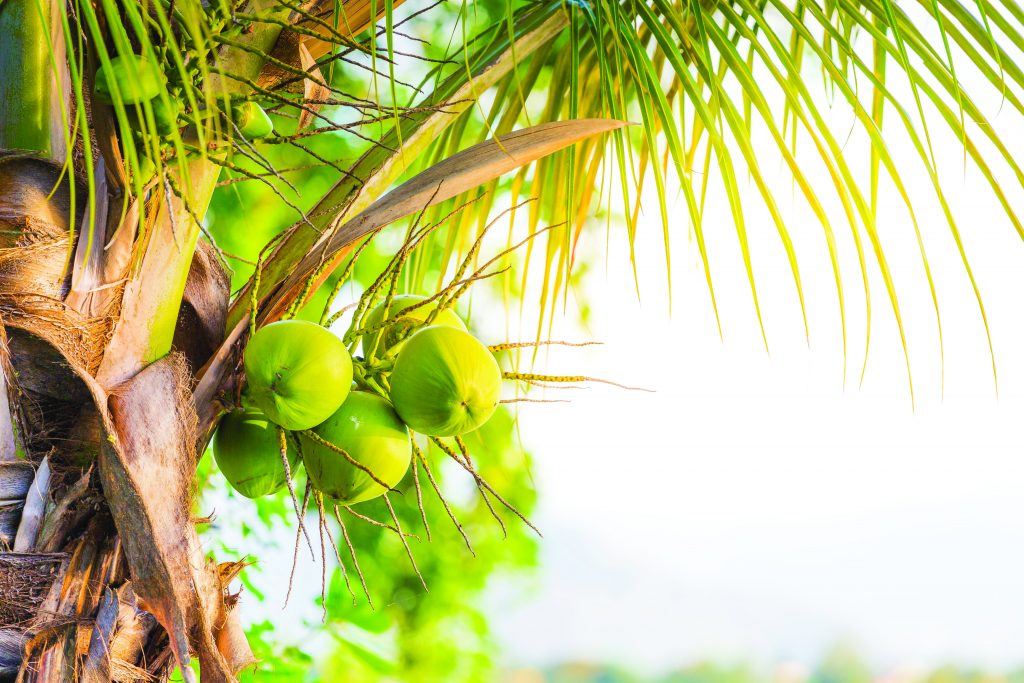 WORLD CELEBRATES ‘COCONUT DAY’ ON FEBRUARY 2!